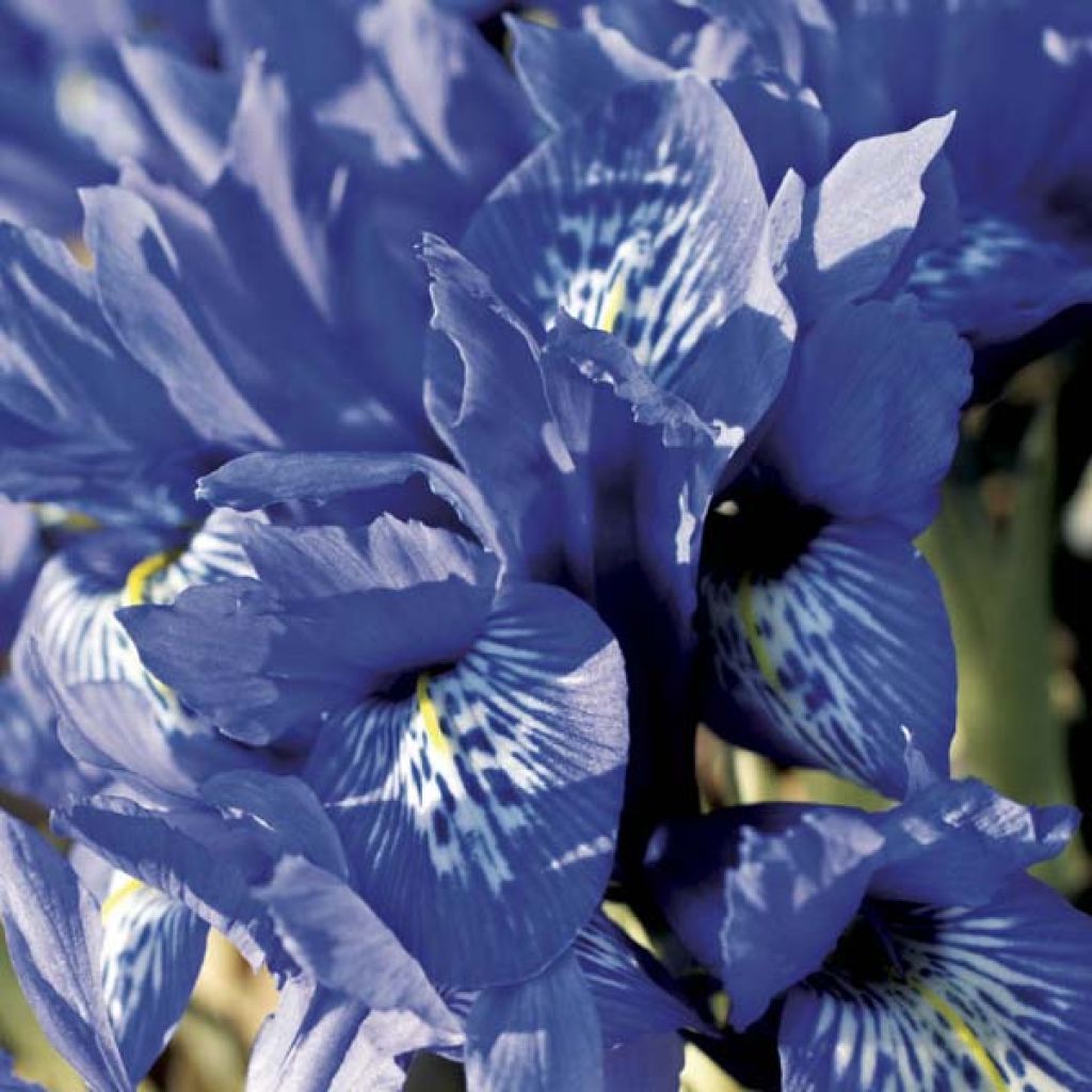 Iris reticulata Harmony - Giaggiolo