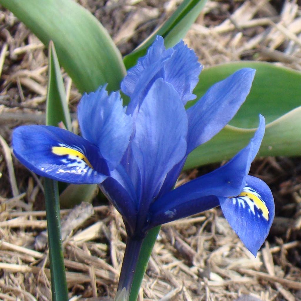 Iris reticulata Harmony - Giaggiolo