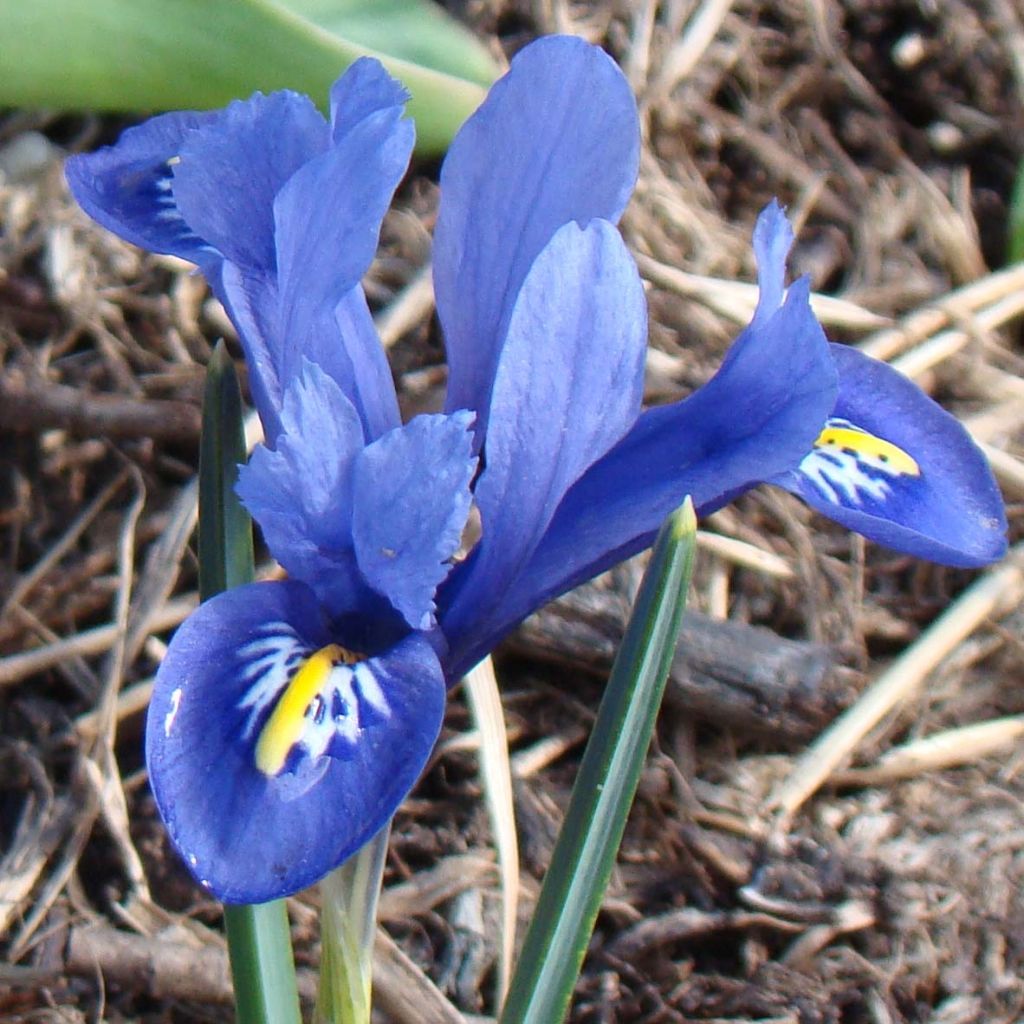 Iris reticulata Harmony - Giaggiolo