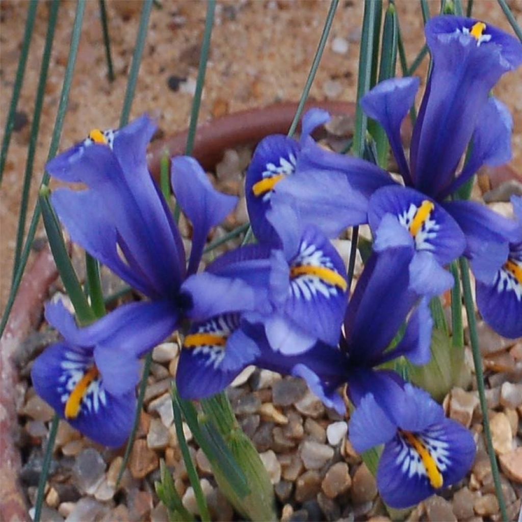 Iris reticulata Harmony - Giaggiolo