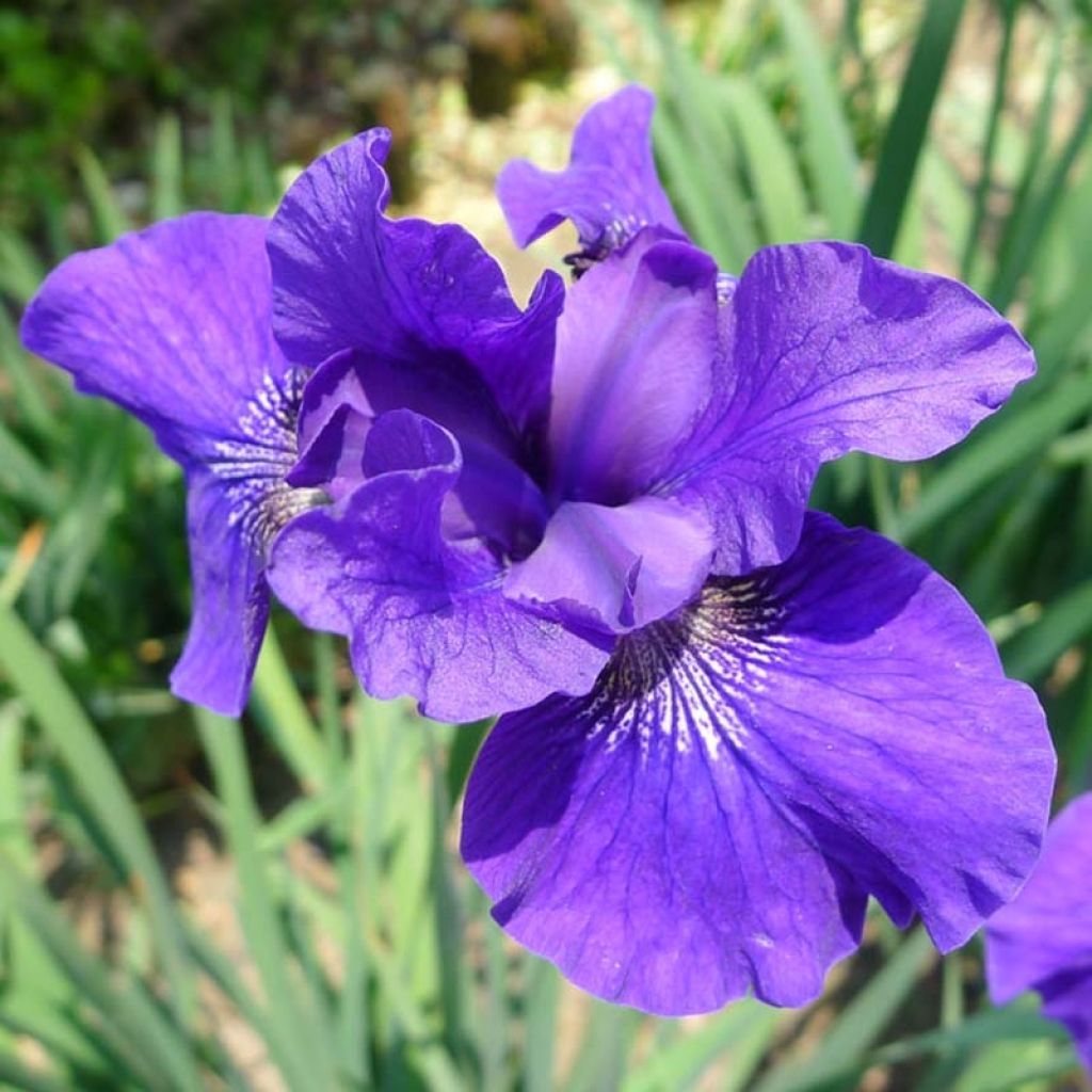 Iris sibirica Ruffled Velvet - Giaggiolo siberiano