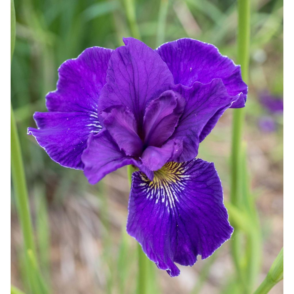 Iris sibirica Ruffled Velvet - Giaggiolo siberiano