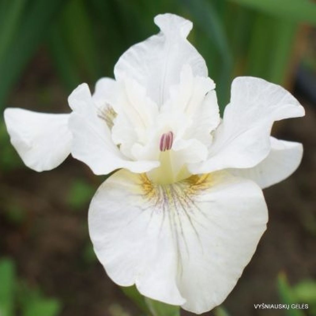 Iris sibirica Not Quite White - Giaggiolo siberiano