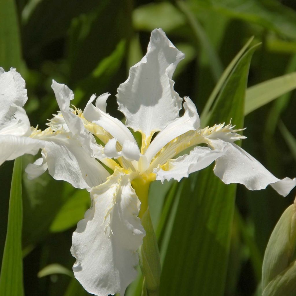 Iris sibirica Snow Queen - Giaggiolo siberiano