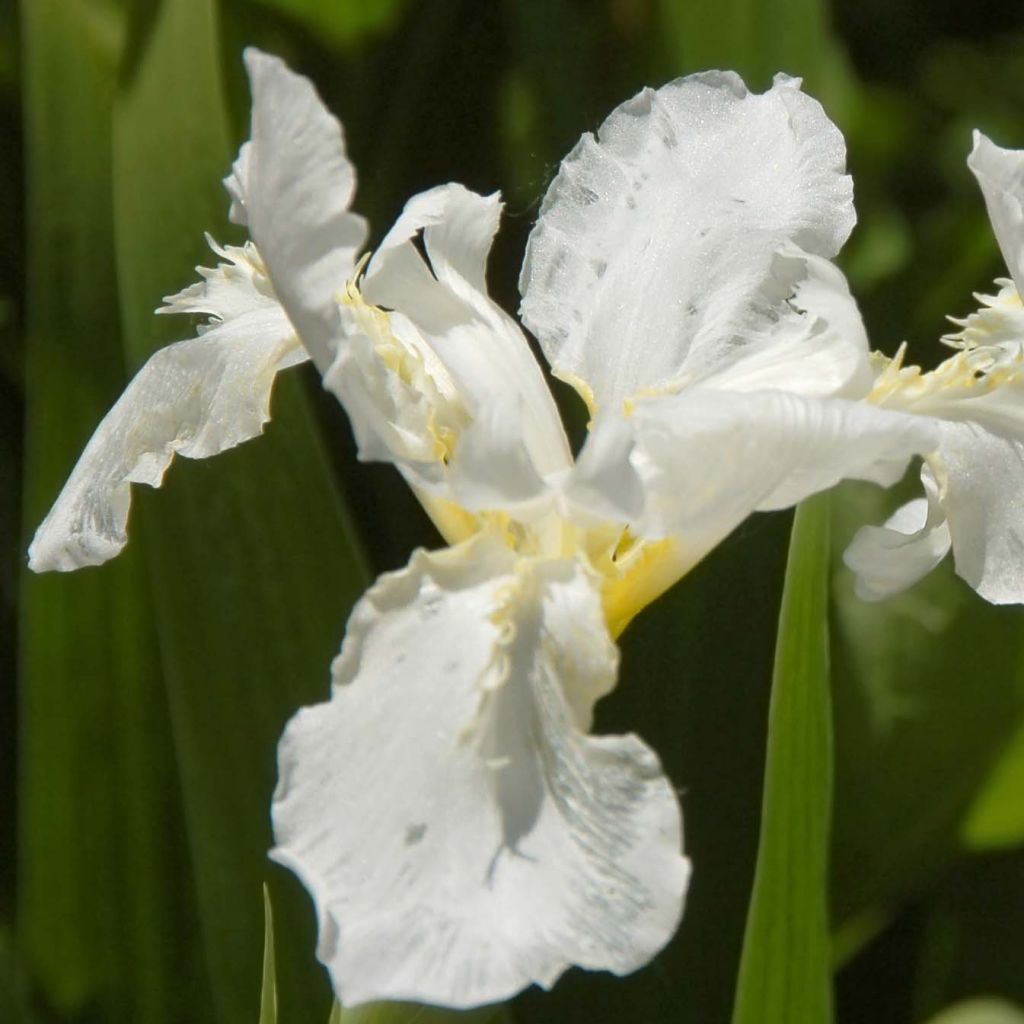 Iris sibirica Snow Queen - Giaggiolo siberiano