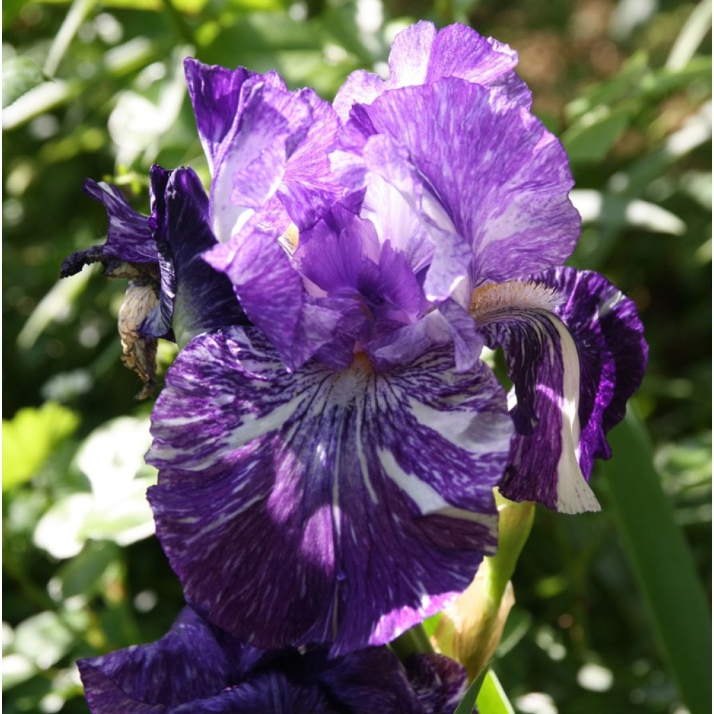 Iris germanica Batik - Giaggiolo paonazzo