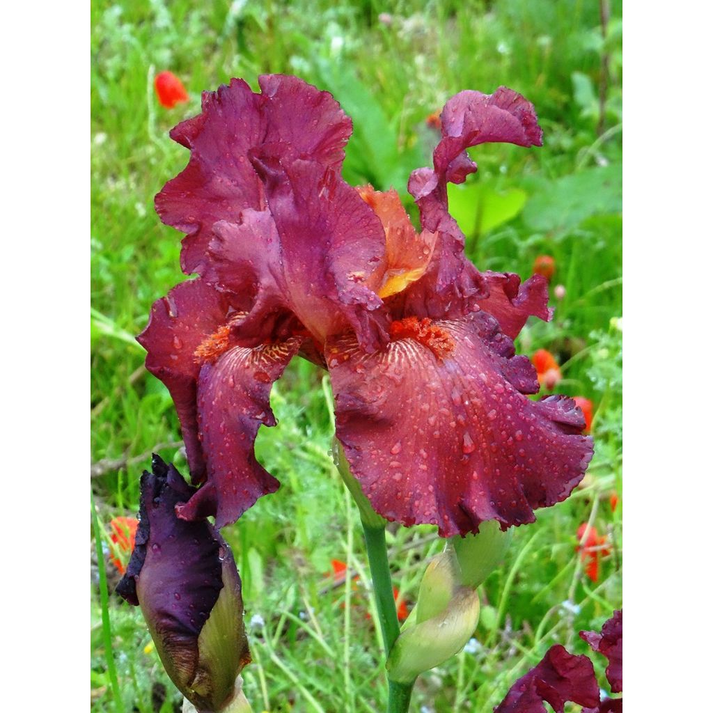 Iris germanica Lady Friend - Giaggiolo paonazzo