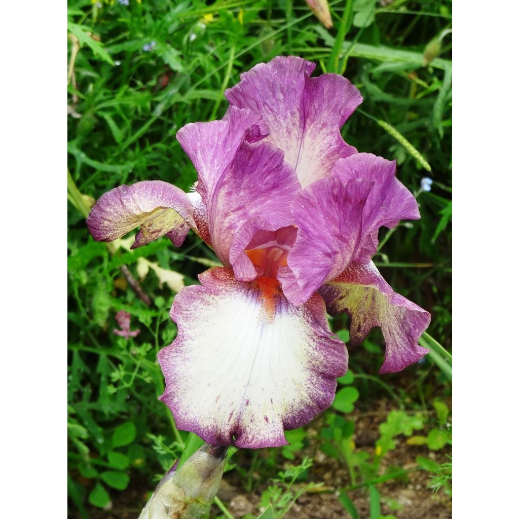 Iris germanica Master Plan - Giaggiolo paonazzo