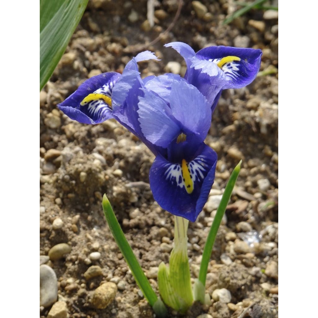 Iris reticulata Harmony - Giaggiolo