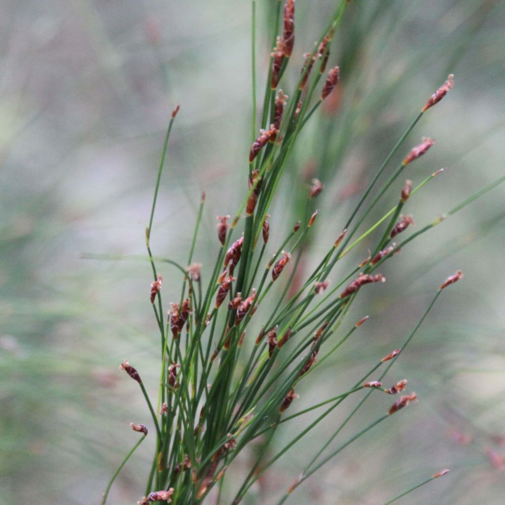 Ischyrolepis subverticillata