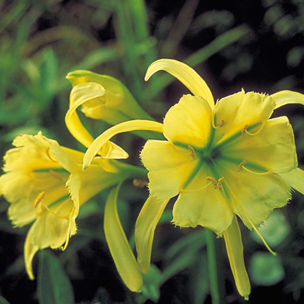 Ismène festalis sulphur queen