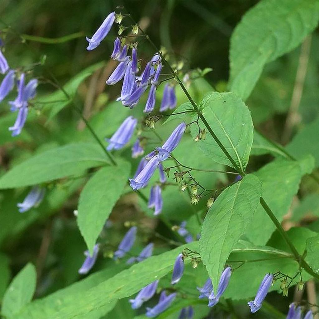 Isodon effusus - Rabdosia effusa