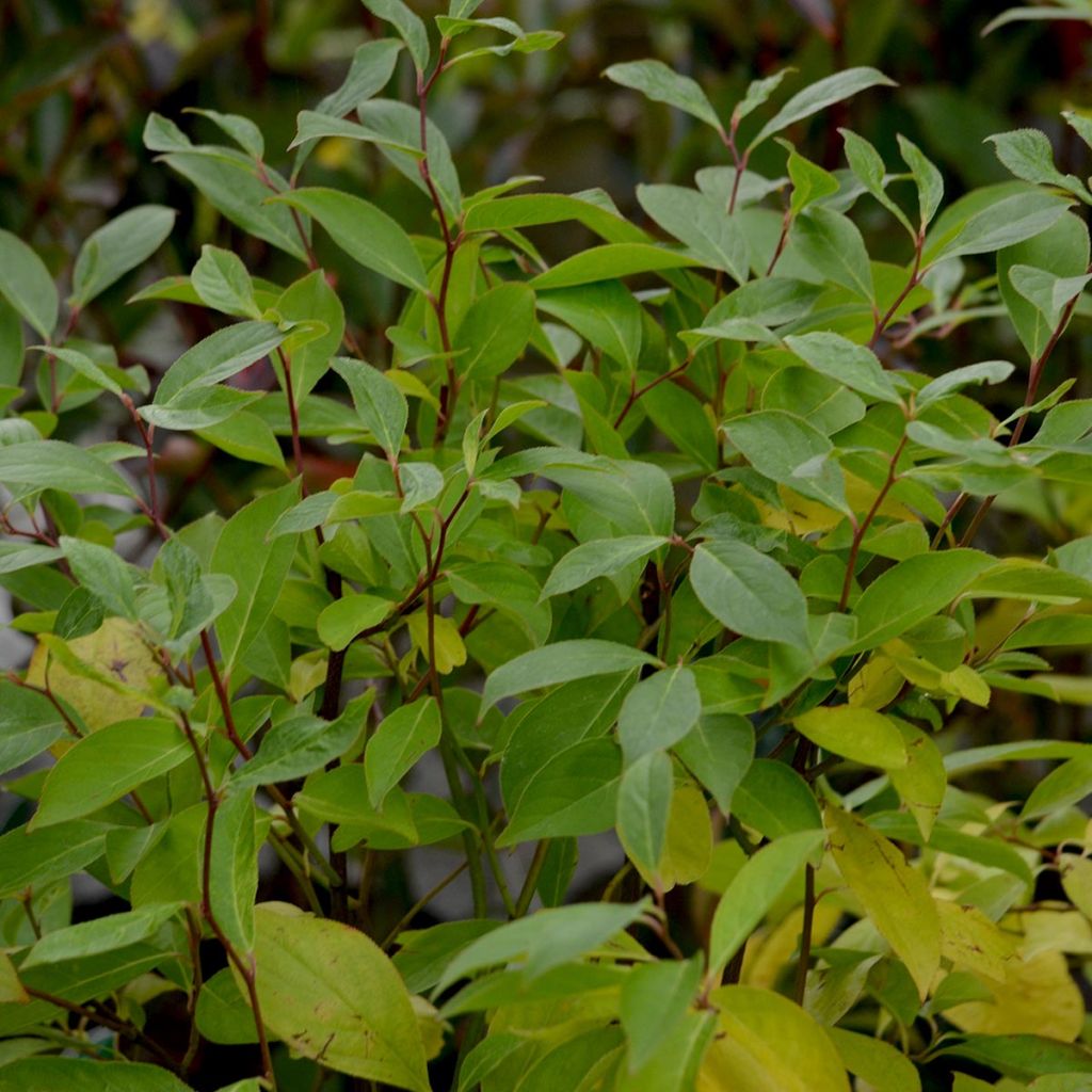 Itea virginica Little Henry - Itéa de Virginie