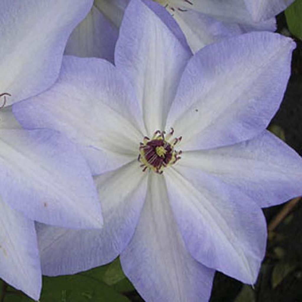 Clematis Ivan Olsson - Clematide