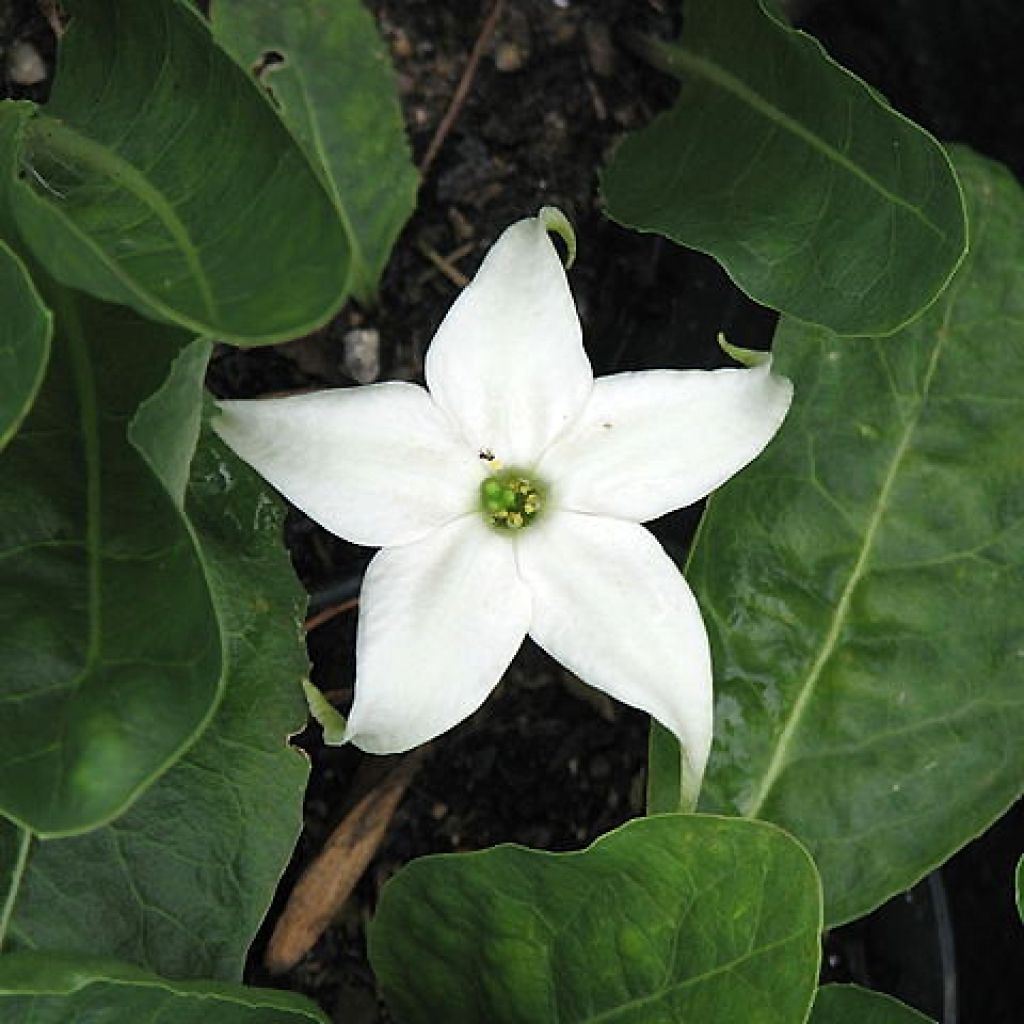 Jaborosa integrifolia - Jaborose à feuilles entières