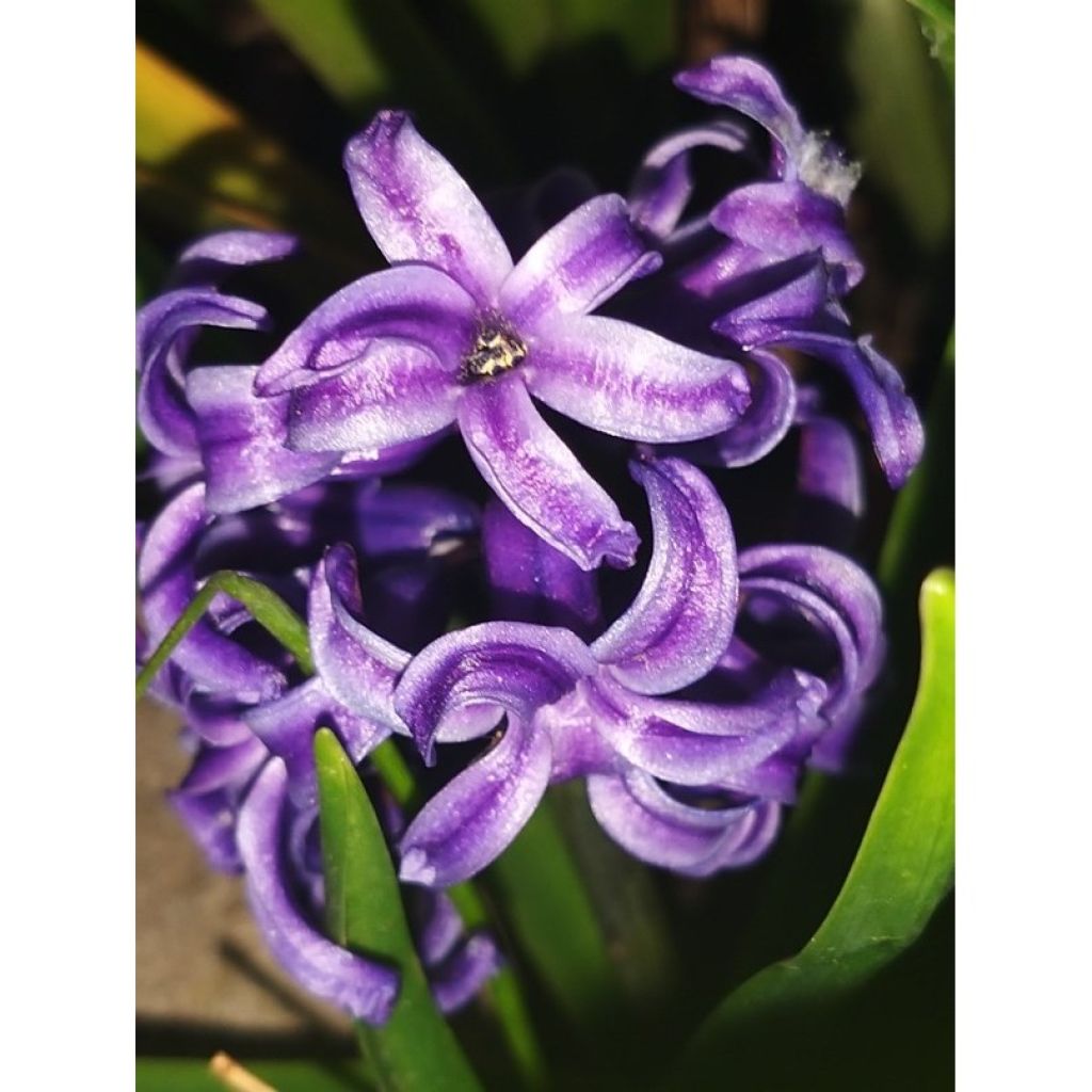 Giacinto Atlantic - Hyacinthus