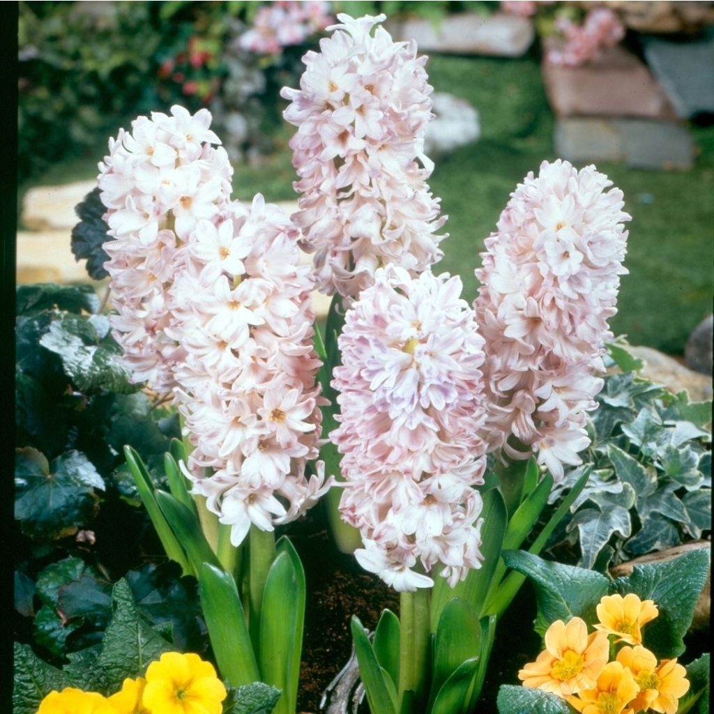 Giacinto City of Bradford - Hyacinthus