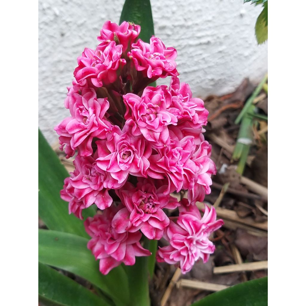 Giacinto Hollyhock - Hyacinthus