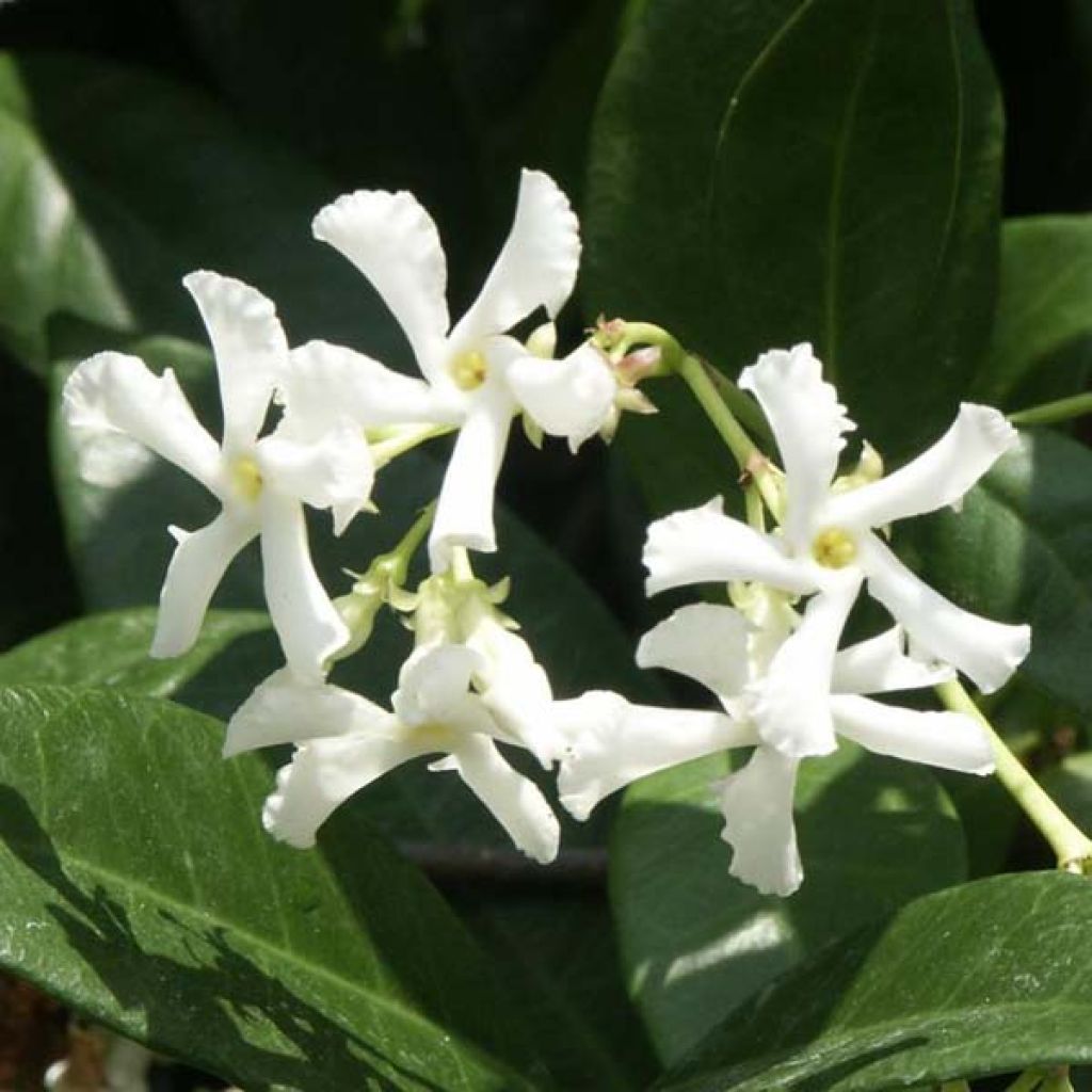 Trachelospermum jasminoides - Falso gelsomino