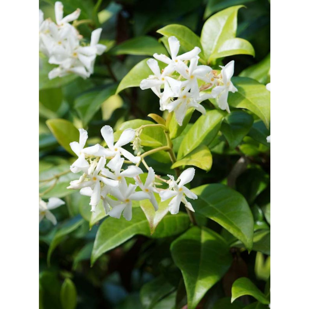 Trachelospermum jasminoides - Falso gelsomino