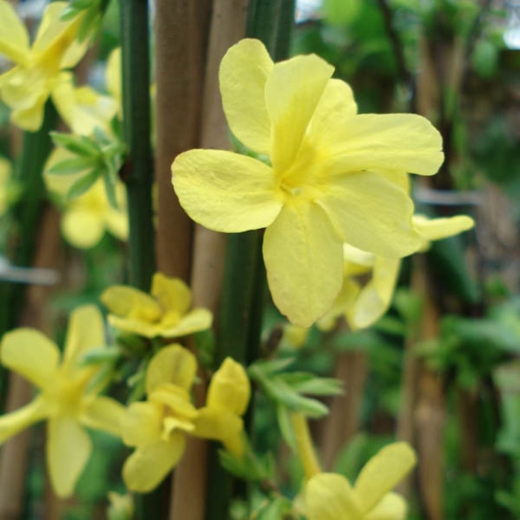 Jasminum nudiflorum - Gelsomino d'inverno