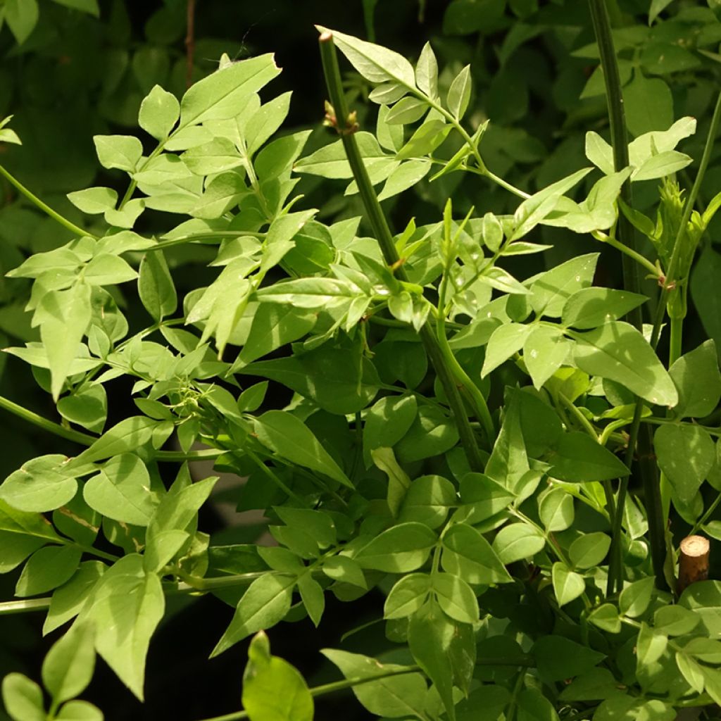 Jasminum officinale Clotted Cream - Gelsomino comune