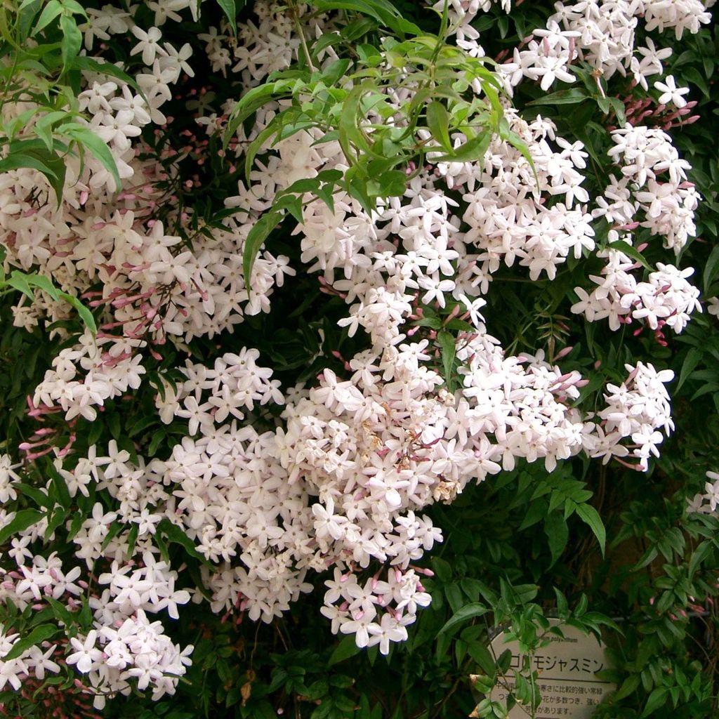 Jasminum polyanthum - Gelsomino marzolino