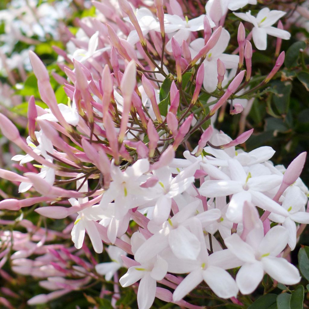 Jasminum polyanthum - Gelsomino marzolino