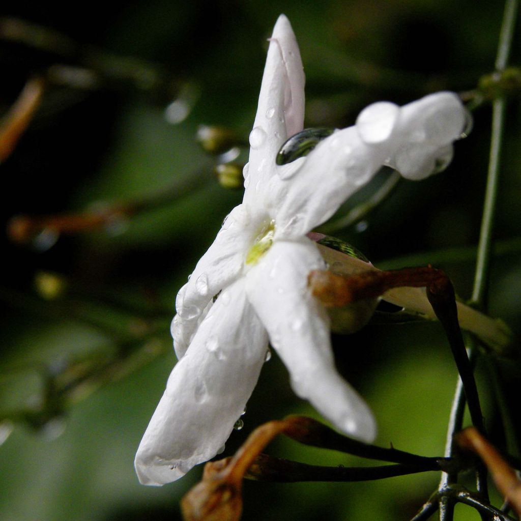 Jasminum polyanthum - Gelsomino marzolino