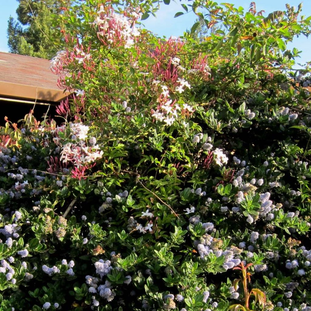 Jasminum polyanthum - Gelsomino marzolino