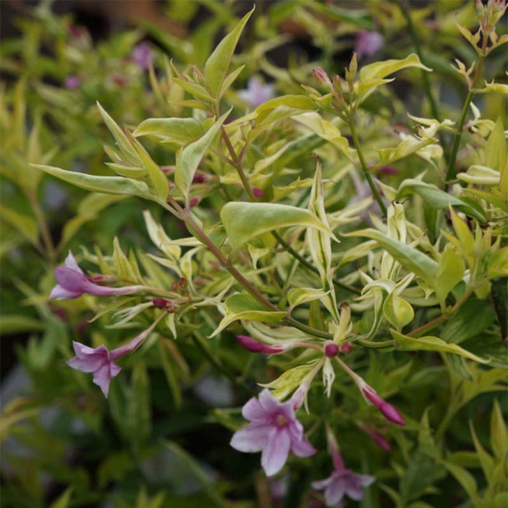 Jasminum stephanense - Gelsomino