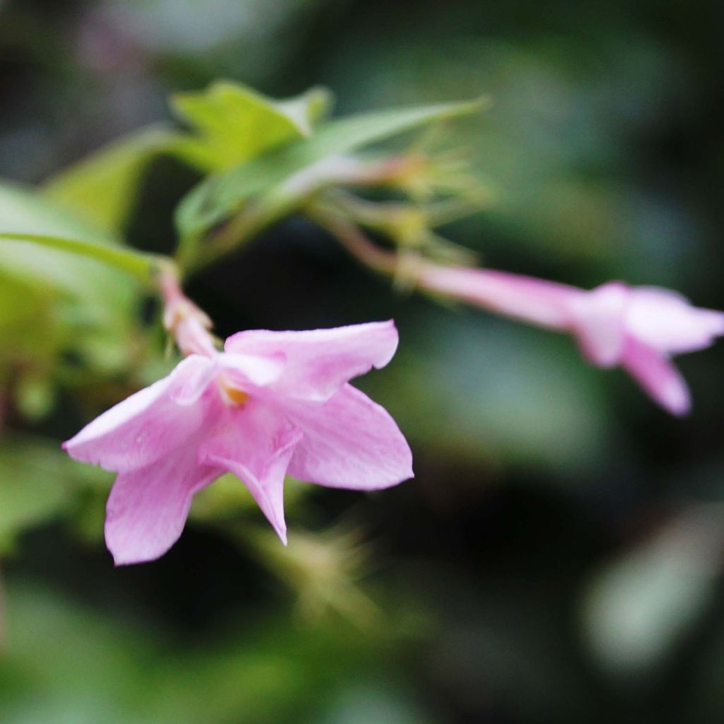 Jasminum stephanense - Gelsomino