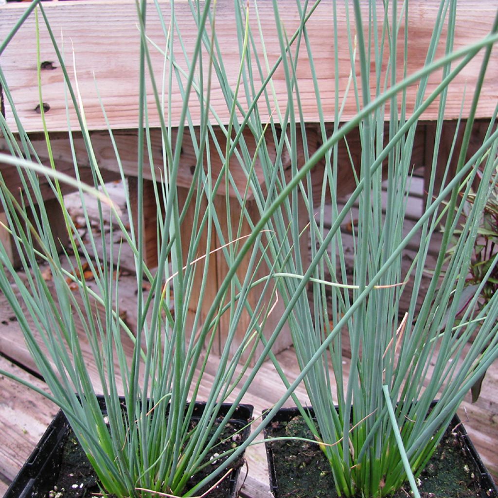 Juncus inflexus Blue Arrows - Jonc glauque