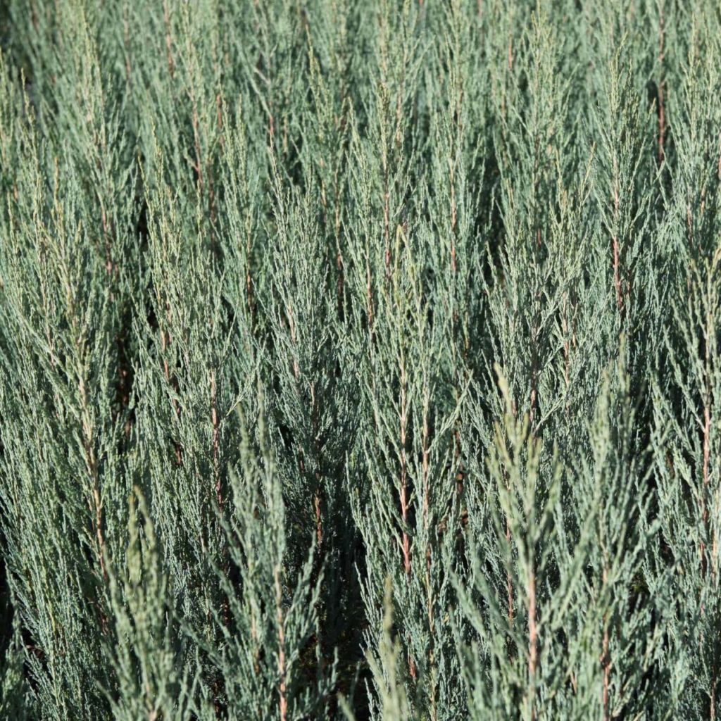 Juniperus scopulorum Blue Arrow - Ginepro