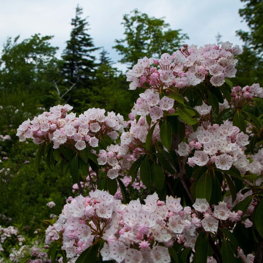 Kalmia latifolia - Alloro di montagna