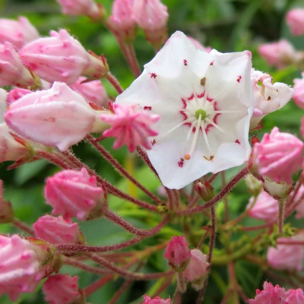 Kalmia latifolia - Alloro di montagna