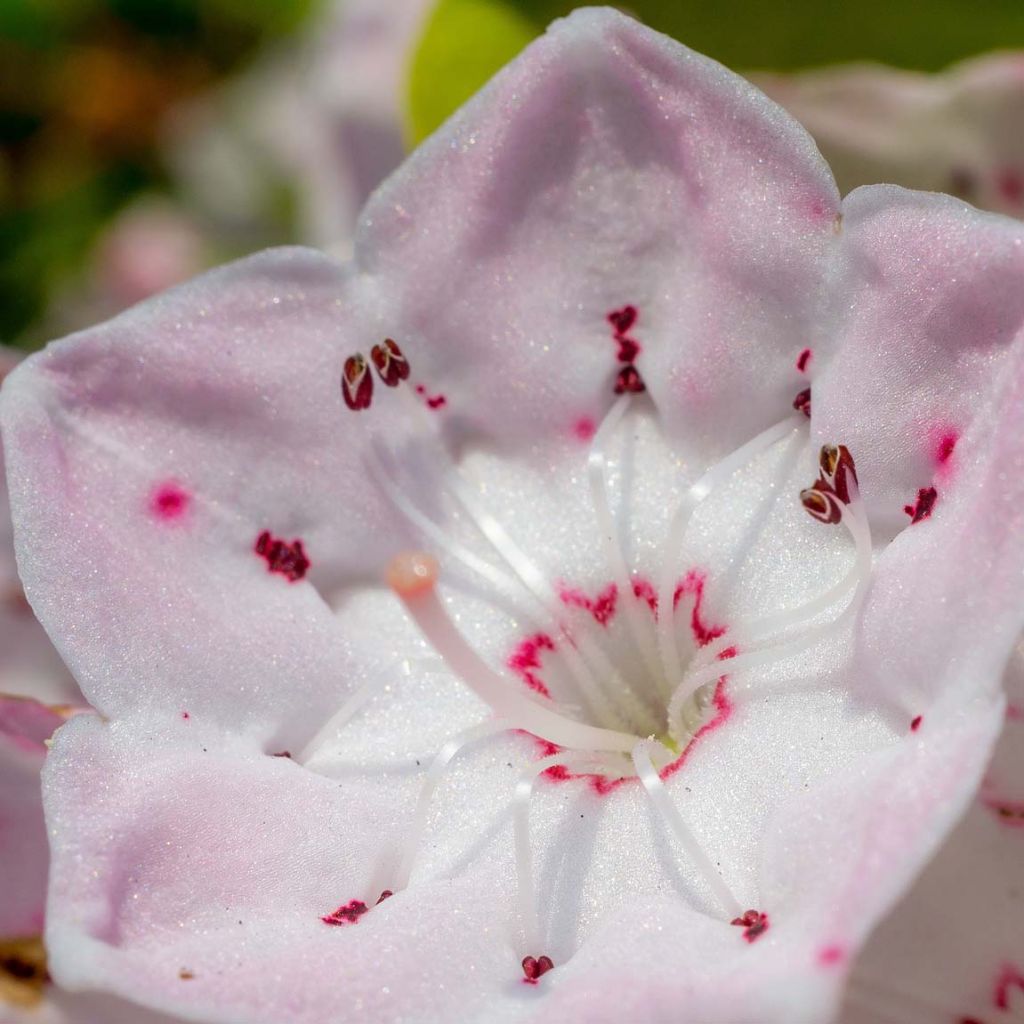 Kalmia latifolia - Alloro di montagna