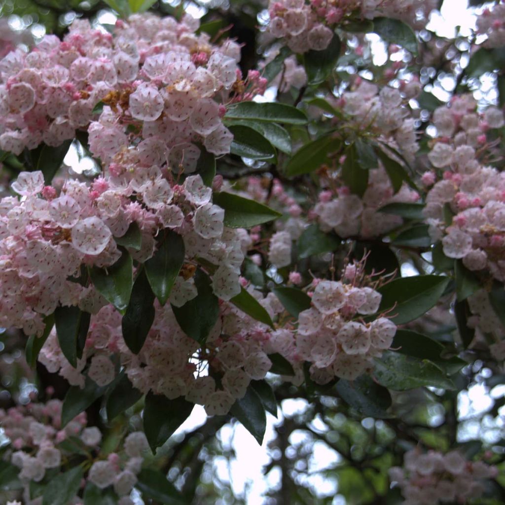 Kalmia latifolia - Alloro di montagna