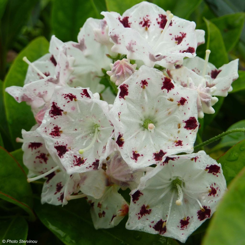 Kalmia latifolia f. fuscata Freckles - Alloro di montagna