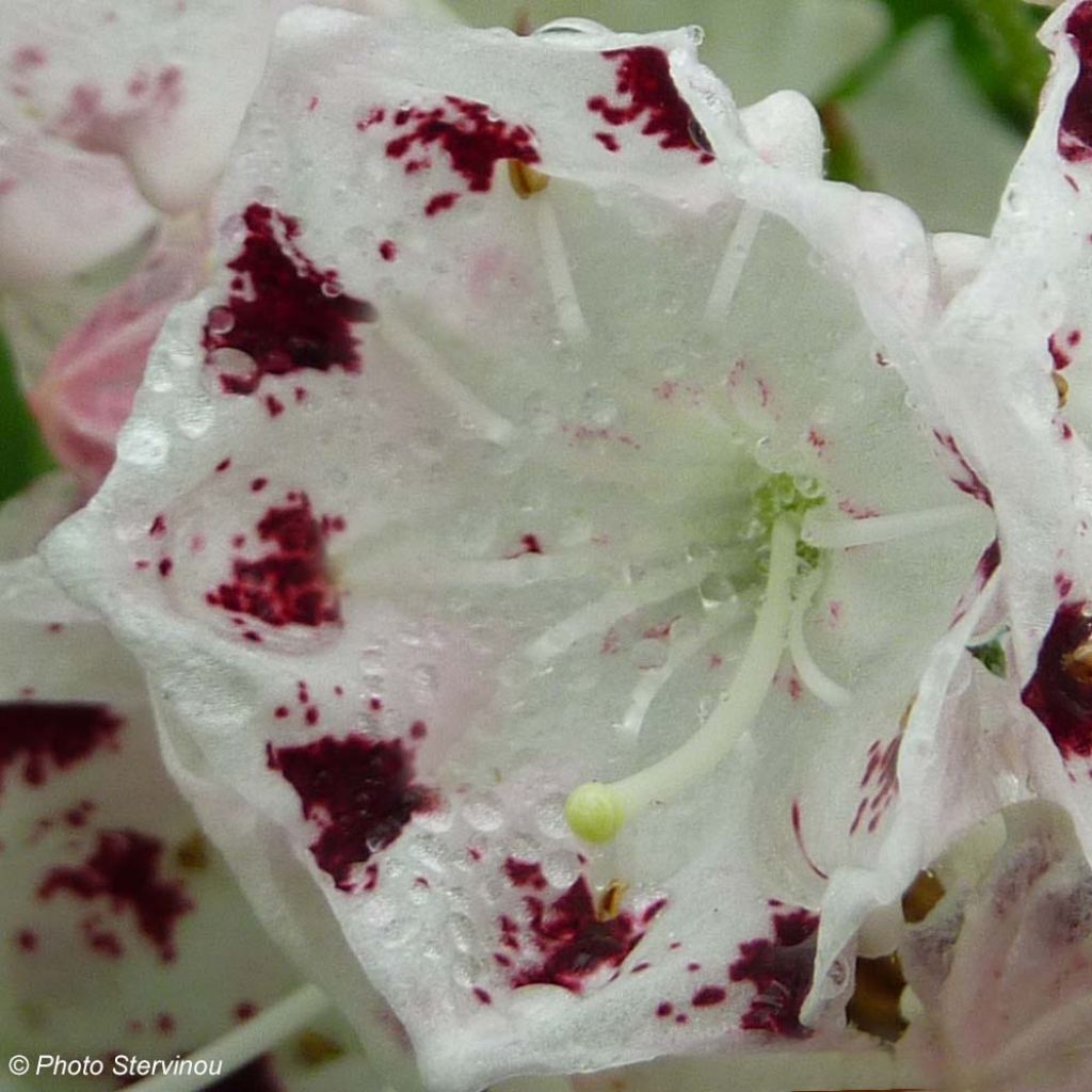 Kalmia latifolia f. fuscata Freckles - Alloro di montagna