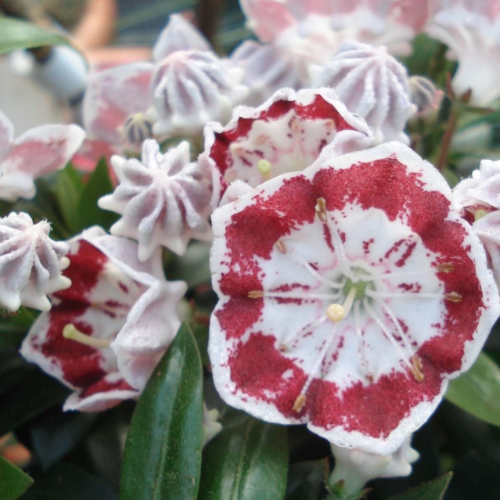 Kalmia latifolia Minuet - Alloro di montagna