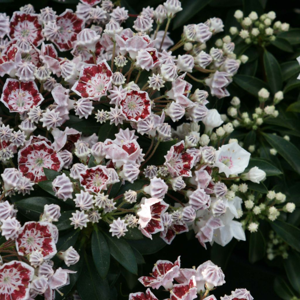 Kalmia latifolia Minuet - Alloro di montagna