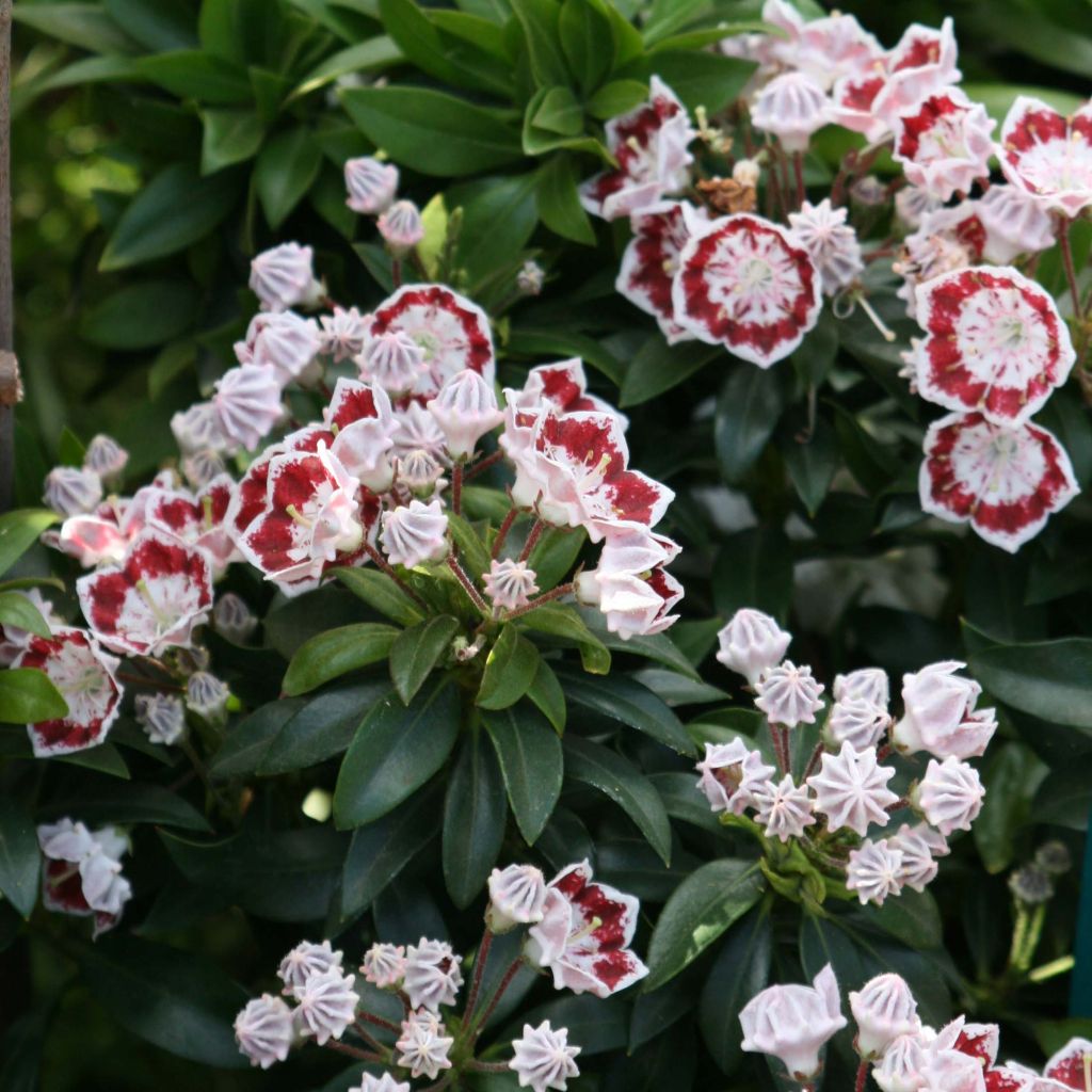 Kalmia latifolia Minuet - Alloro di montagna