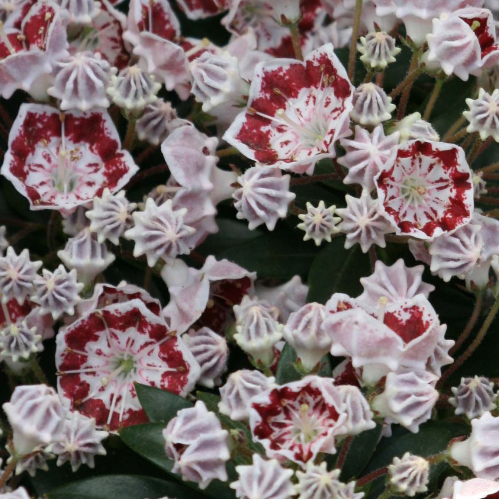 Kalmia latifolia Minuet - Alloro di montagna