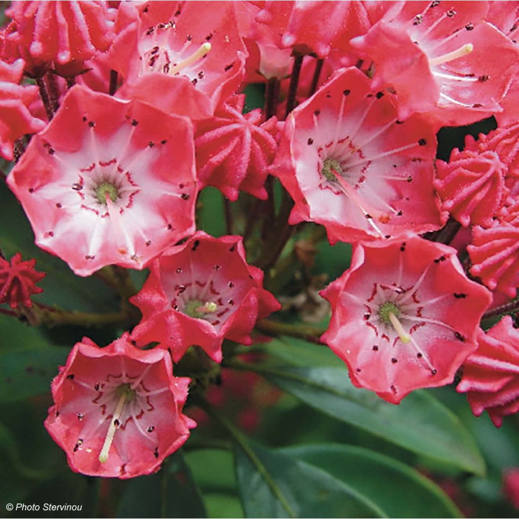 Kalmia latifolia Pinkobello - Alloro di montagna