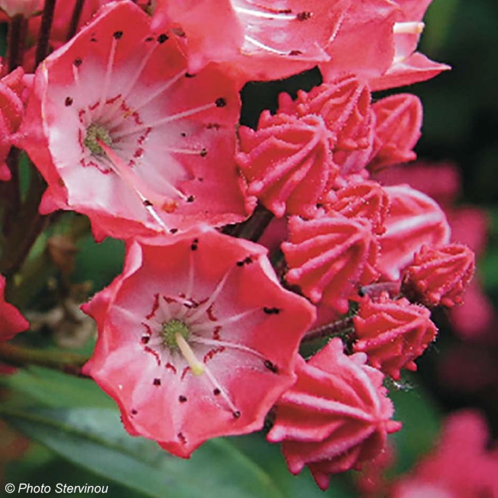 Kalmia latifolia Pinkobello - Alloro di montagna