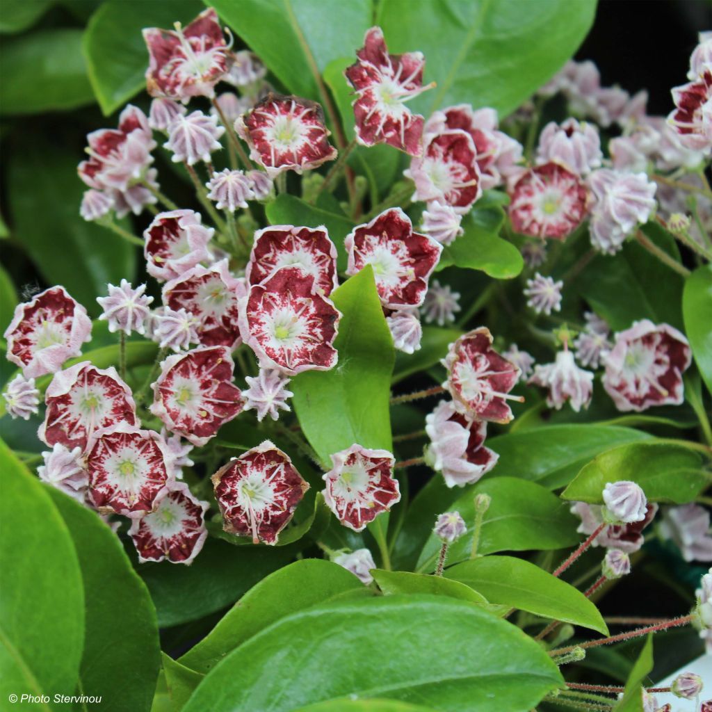 Kalmia latifolia Tad - Alloro di montagna