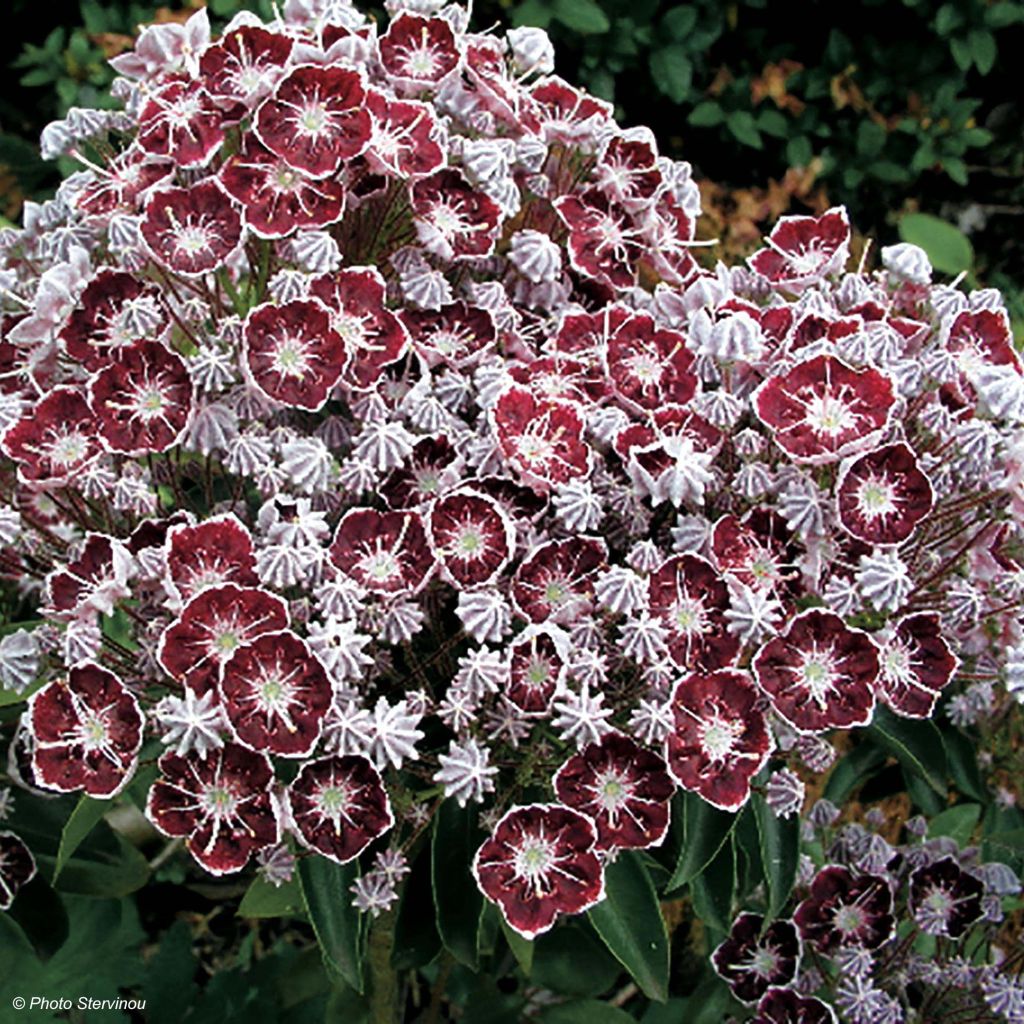 Kalmia latifolia Tad - Alloro di montagna