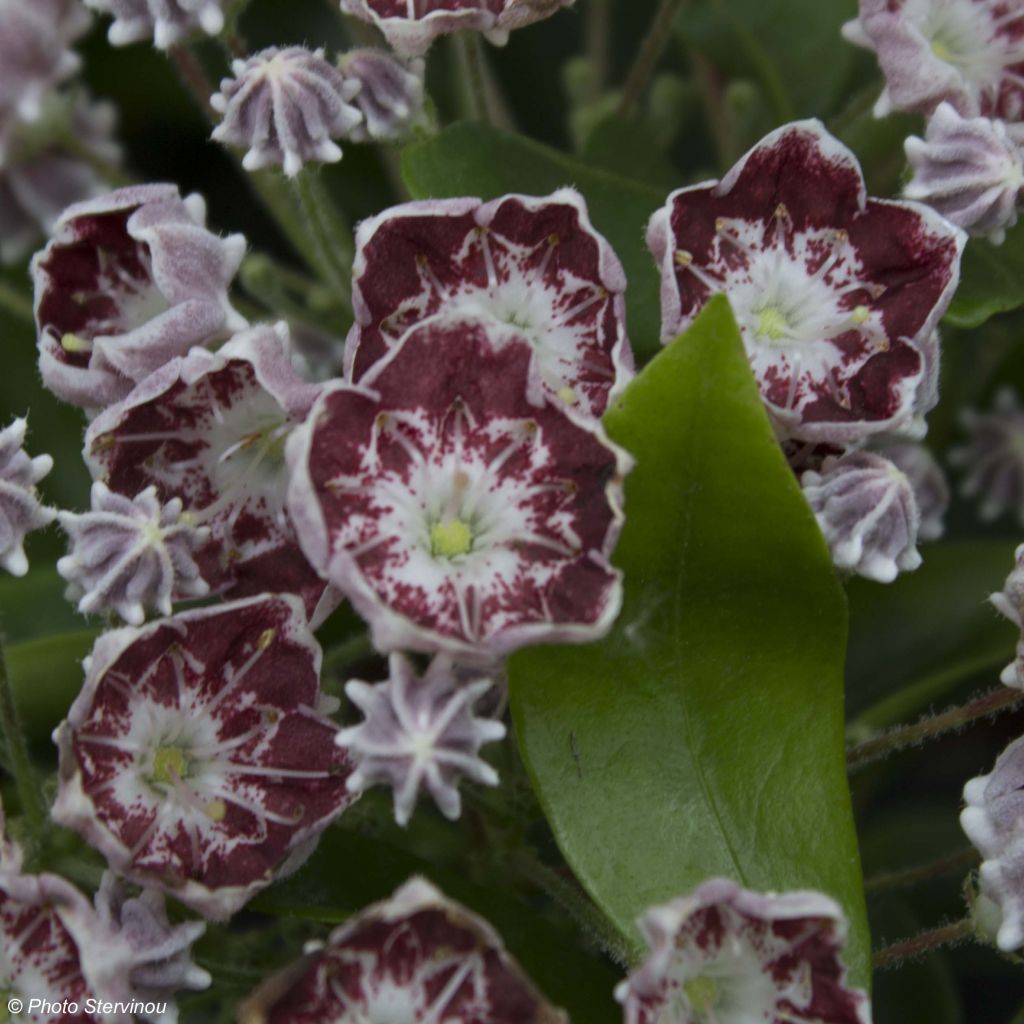 Kalmia latifolia Tad - Alloro di montagna