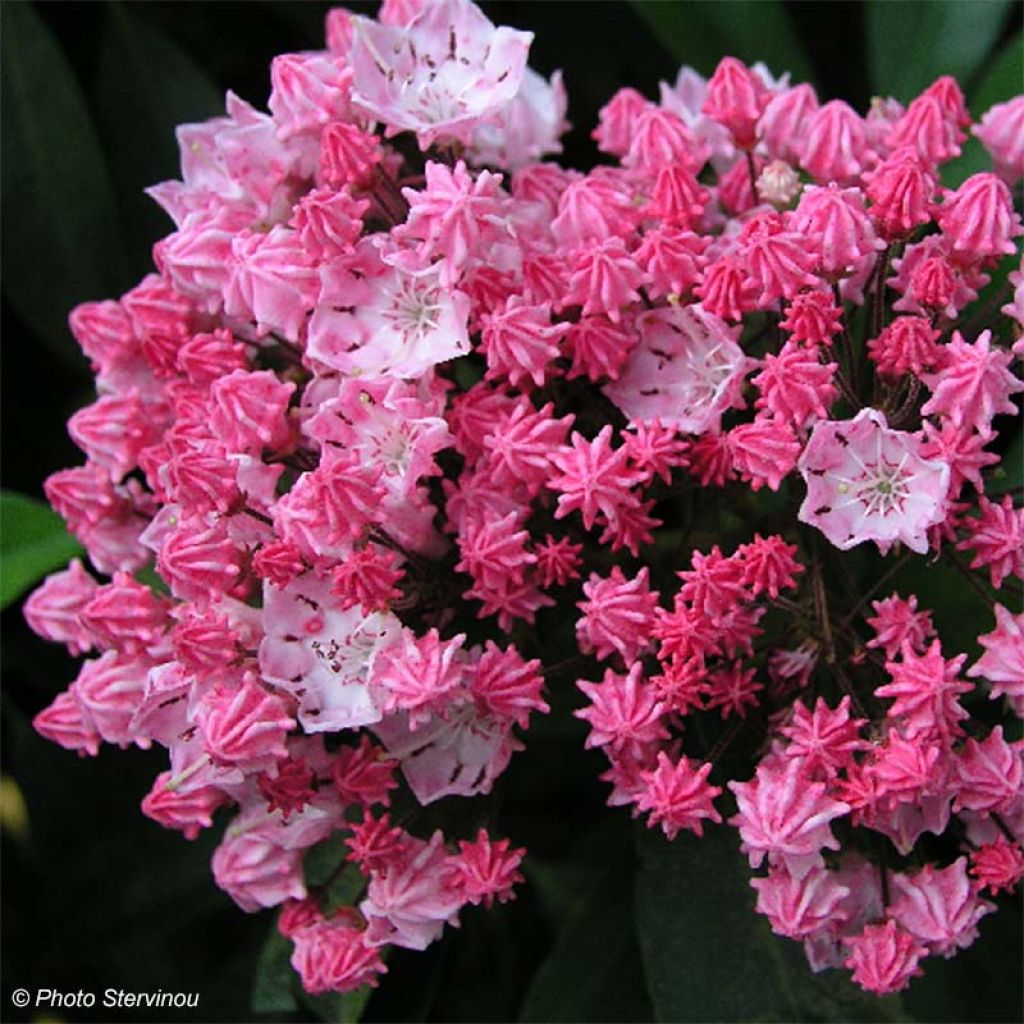 Kalmia latifolia You Can - Alloro di montagna